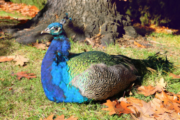 Fototapeta premium Profile of a colorful blue peacock male sitting in a park in autumn with fallen leaves of a tree - Beautiful wallpaper