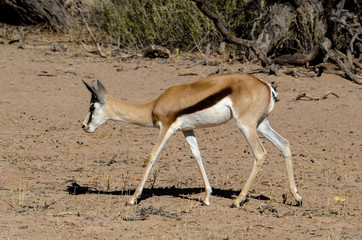 Springbok, Antidorcas marsupialis, Parc national Kalahari Gemsbok, parc transfrontalier de Kgalagadi, Afrique du Sud