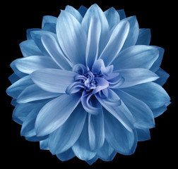 watercolor dahlia flower blue Flower isolated on black background. No shadows with clipping path. Close-up. Nature.