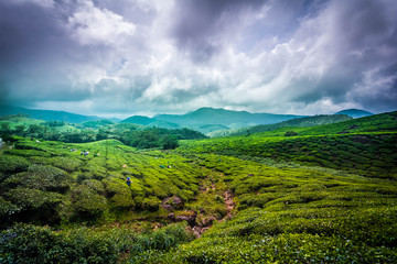 Fototapeta premium Tea fields esate and plantations in Munnar, India