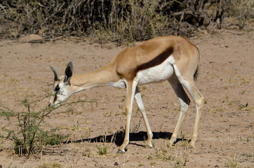 Springbok, Antidorcas marsupialis, Parc national Kalahari Gemsbok, parc transfrontalier de Kgalagadi, Afrique du Sud