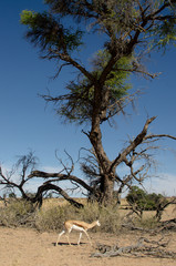 Springbok, Antidorcas marsupialis, Parc national Kalahari Gemsbok, parc transfrontalier de Kgalagadi, Afrique du Sud