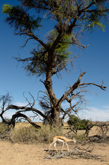 Springbok, Antidorcas marsupialis, Parc national Kalahari Gemsbok, parc transfrontalier de Kgalagadi, Afrique du Sud