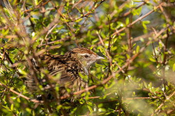 North Island Fernbird 