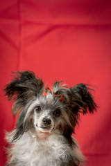 chinese crested dog on red background