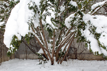 Verschneiter Baum