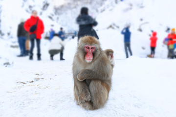 Snow monkey sitting on snowfall on the ground with blurry people walking around background at snow monkey park, Japan