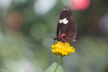 butterfly on flower