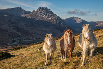 Carneddau Ponies