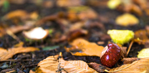 autumn chestnut panorama