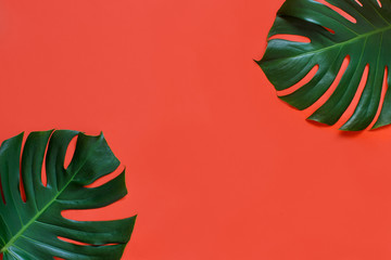 Tropical monstera leaf on a coral red background © katrinshine