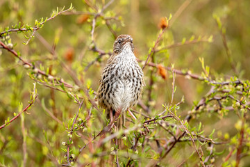 Fototapeta premium North Island Fernbird 