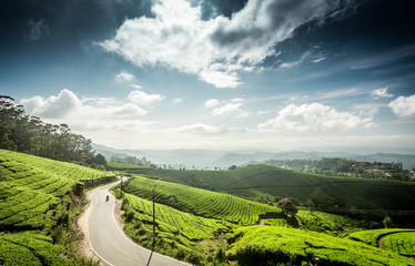 Tea fields estates and plantation in Munnar India