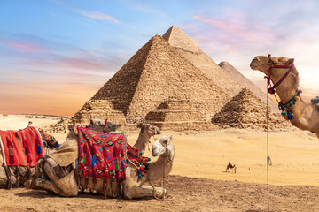 Camels near the Pyramids of Giza, Egypt