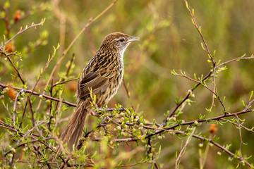 North Island Fernbird 