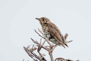 Song Thrush 