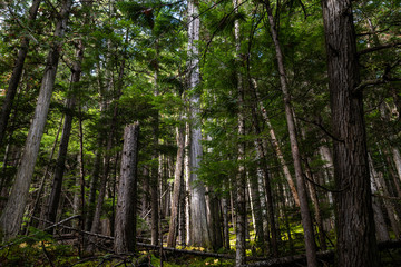 Obraz premium Mount Robson Provincial Park