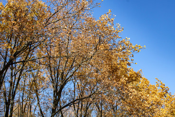 Oak grove with golden leaves in the rays of the autumn sun bottom-up view