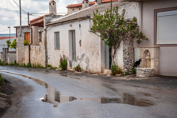 Fototapeta na wymiar Cat on the street of a Cretan village in the background of houses