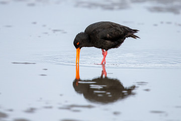 Variable Oystercatcher in New Zealand