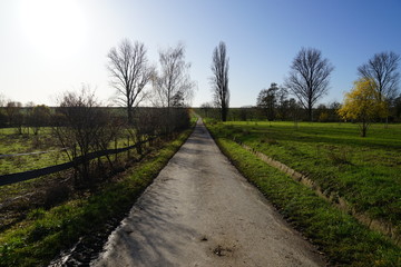 Fototapeta na wymiar Idyllische schmale Strasse bei Sonnenschein zwischen Feldern