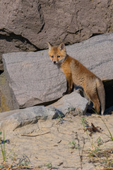 A Red Fox Kit outside of its den.
