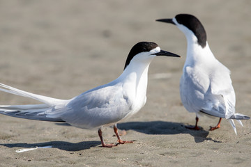 White-fronted Tern in Australasia