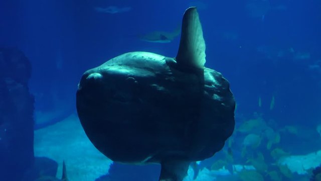 moonfish opah biology aquarium 4k