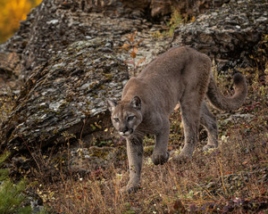 Mountain Lion Dee Dee Triple D Montana USA