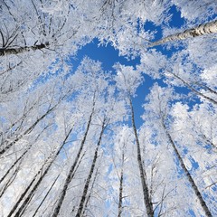 Birch trees in rime on a clear winter day