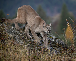 Mountain Lion Dee Dee Triple D Montana USA