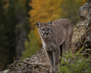 Mountain Lion Dee Dee Triple D Montana USA