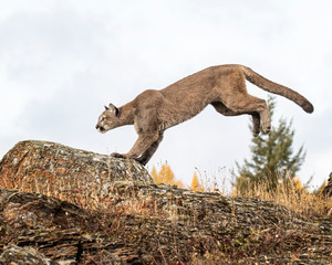 Mountain Lion Dee Dee Triple D Montana USA