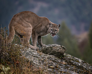 Mountain Lion Dee Dee Triple D Montana USA