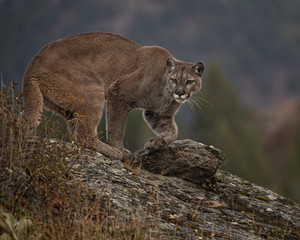 Mountain Lion Dee Dee Triple D Montana USA