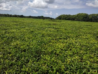 Tea estate