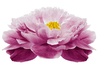 bright purple Peony flower on a white isolated background with clipping path. Nature. Closeup no...