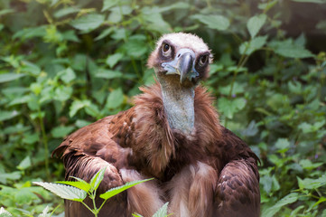 Portrait of a scavenger. Griffon vulture (Gyps fulvus)