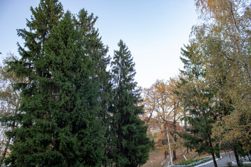 Fototapeta na wymiar Fir trees and birches in a park recreation area in the autumn evening