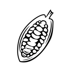 Cacao vector illustration, on white isolated background.