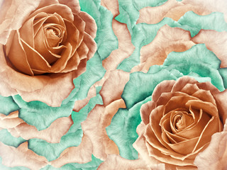 Floral orange background from roses. Flowers and petals of a orange and turquoise roses. Place for text. Nature.
