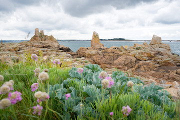 île de Bréhat, ses rochers et fleurs sauvages, Côtes d'armor, Bretagne