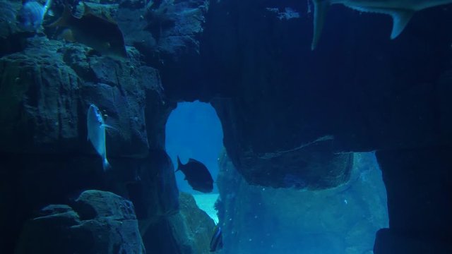 underwater world fish oceanarium aquarium 4k