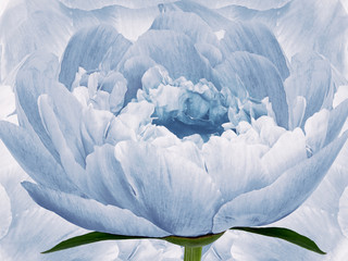 flower light blue peony on background white-blue.  Blue  flowers peonies. floral background.  Flower composition. Nature.