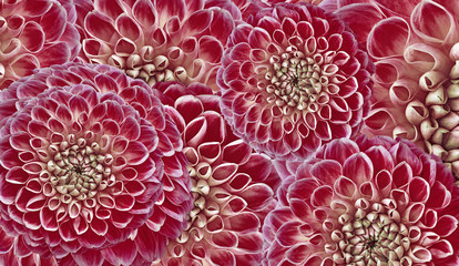 Floral  red-pink background. Flowers  dahlias close-up.  Flowers composition. Nature.