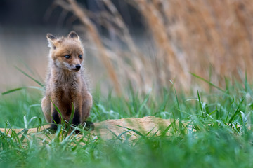 A Red Fox kit sitting outside of its den.