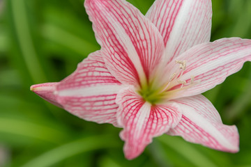 pink flower