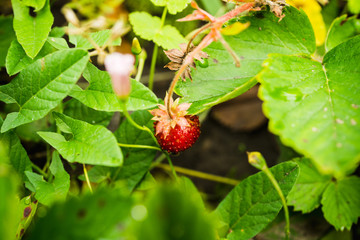 Red ripe strawberry in the garden. Selective focus. Shallow depth of field.