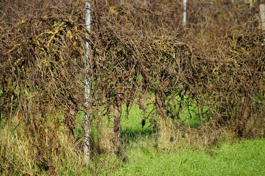 Wildwachsende &Auml;ste von Rebst&ouml;cken eines aufgegebenen Weingartens