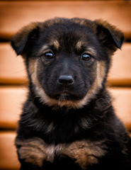 little puppy looking outdoors
